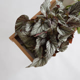 Planter wide | オーク/ウォルナット無垢材