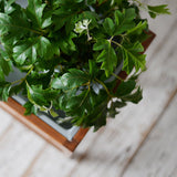 Aksel Kjersgaard Planter R201D146A