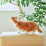 Luu Sofa cat life model【minä perhonen】 | オーク/ウォルナット無垢材